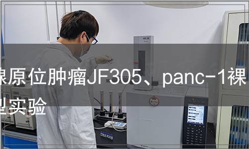 胰腺原位腫瘤JF305、panc-1裸鼠模型實(shí)驗(yàn)